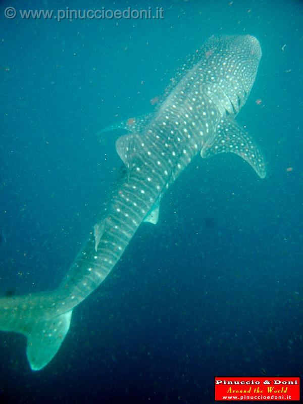 Djibouti - Whale Shark in Djibouti - 24.jpg